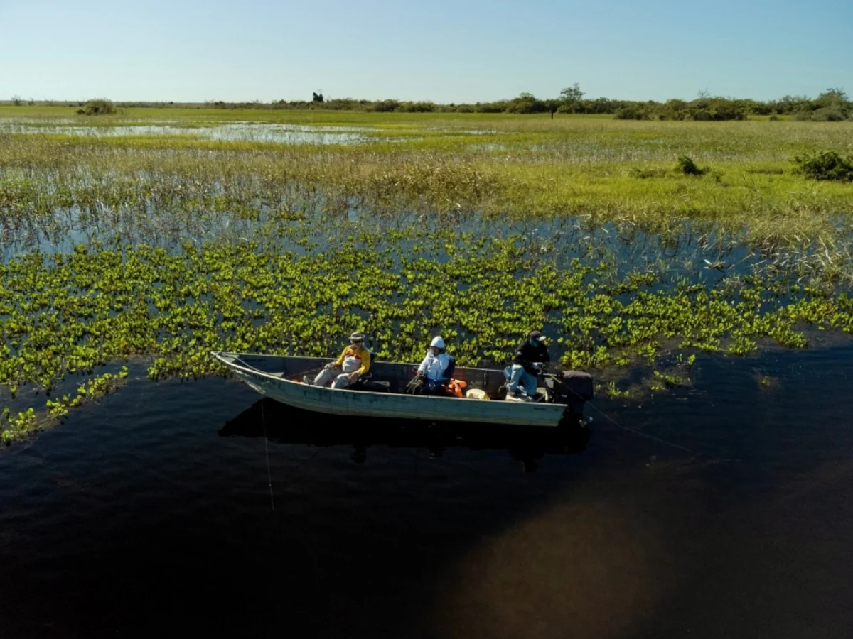 Vista aérea da pescaria no Pantanal, entre os camalotes do Rio Paraguai